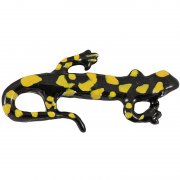 Salamander Newt Lapel Pins