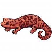 Giant Salamander Lapel Pins